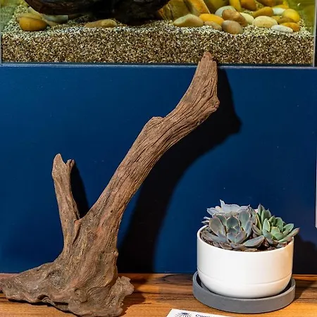 Auberge de jeunesse Ola Vida -